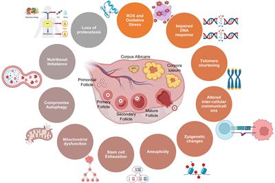 Mitochondria: the epigenetic regulators of ovarian aging and longevity